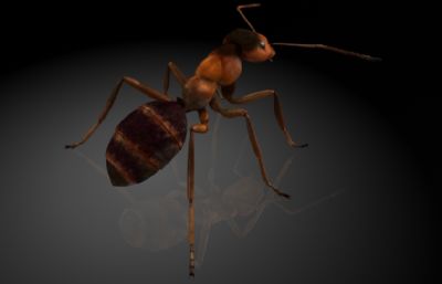 石狩红蚁,红蚂蚁MAYA写实昆虫模型,MB,FBX,OBJ格式