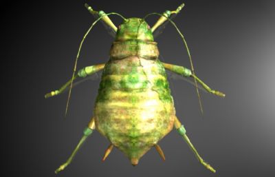 蚜虫,腻虫,蜜虫MAYA影视级写实昆虫模型,MB,FBX,OBJ等格式