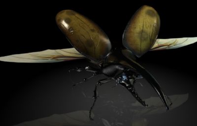 赫拉克勒斯,大力神甲虫,长戟大兜虫MAYA影视级昆虫模型,MB,FBX,OBJ格式