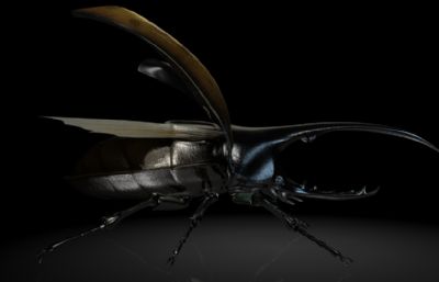 赫拉克勒斯,大力神甲虫,长戟大兜虫MAYA影视级昆虫模型,MB,FBX,OBJ格式