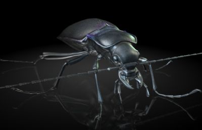 紫罗兰步甲MAYA影视级写实昆虫模型,有MB,FBX,OBJ等格式
