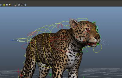 影视级花豹maya模型,带绑定,有贴图