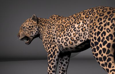 影视级花豹maya模型,带绑定,有贴图