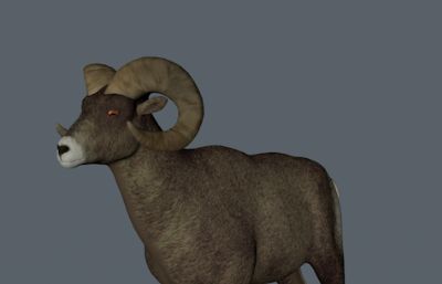 羚羊,山羊C4Dr15模型