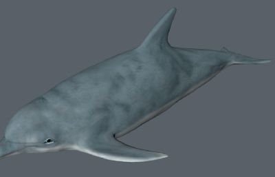 海豚C4Dr15模型