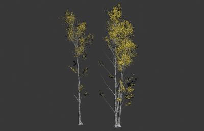两颗白桦树max模型