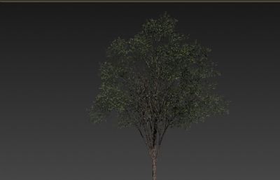 国槐树max模型