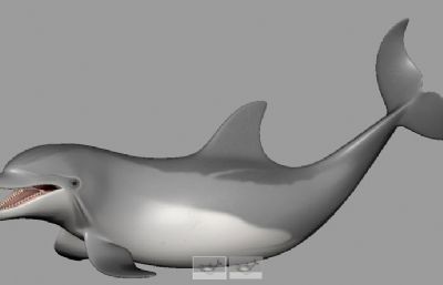 带绑定的海豚+一群游动的小鱼Maya模型