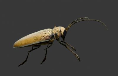 金斑天牛甲虫3D模型