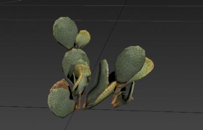 沙漠仙人掌3D模型