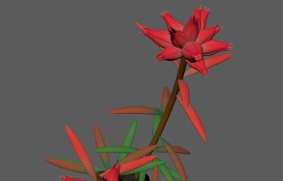 红景天,扫罗玛布尔中草药植物FBX模型