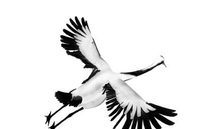 水墨风格飞鹤maya模型,有贴图,有绑定,带振动翅膀动画