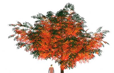 红叶树,秋季树su模型