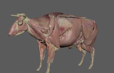 公牛解剖 骨骼 肌肉 消化系统