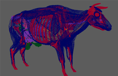 公牛解剖 骨骼 肌肉 消化系统