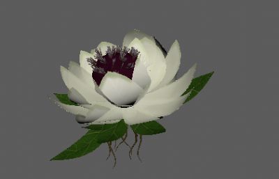 天山雪莲原植物FBX模型