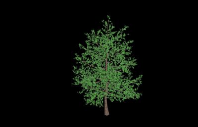 圣诞树,樱花树,松树,黄叶树等6种常见实用的树3D模型