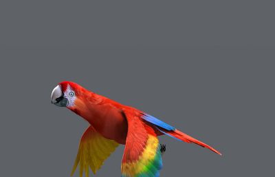红绿蓝三种颜色的鹦鹉3D模型,带飞行动画