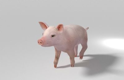 小猪3D模型,MAX,FBX格式,带行走动画
