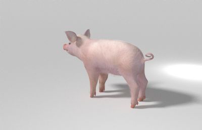 小猪3D模型,MAX,FBX格式,带行走动画