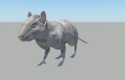 写实小鼠MAYA精细建模,带攻击奔跑动画