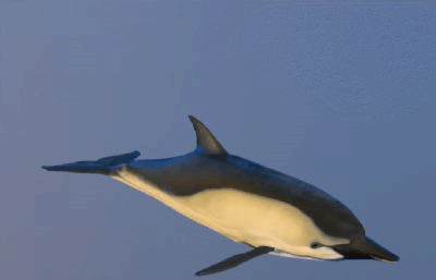 游动的海豚3D模型,带摆尾动作