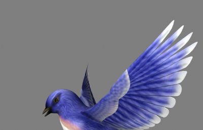 蓝鸟,小鸟maya模型,MB,FBX两种格式