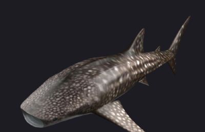 鲸鲨,豆腐鲨,大憨鲨3D模型