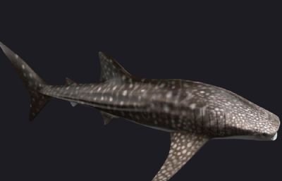 鲸鲨,豆腐鲨,大憨鲨3D模型