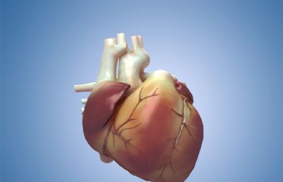 写实心脏内部结构,人体器官3D医学模型