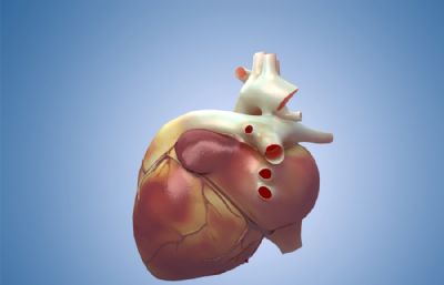 写实心脏内部结构,人体器官3D医学模型