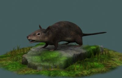 灰老鼠,野鼠四害动物3D模型