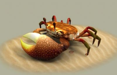 写实招潮蟹,海蟹,贝壳蟹3D模型
