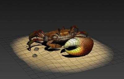 写实招潮蟹,海蟹,贝壳蟹3D模型