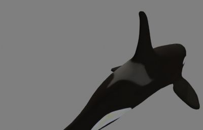 虎鲸,鲸鱼maya模型,文件有maya,fbx,obj