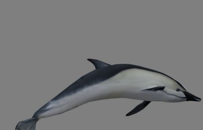 海豚maya模型,MB,FBX,OBJ多种格式