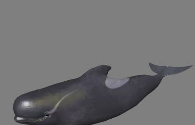 抹香鲸maya模型,文件有maya,fbx,obj