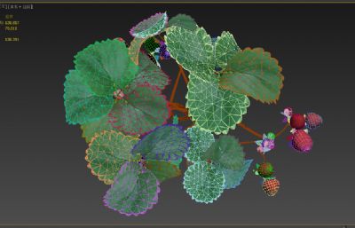 草莓萌芽,生长,开花,结果全程动画3D模型,240帧动画