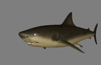 鲨鱼FBX模型