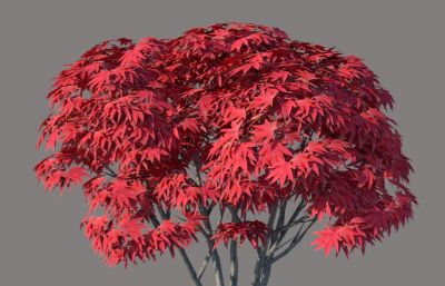 红枫树su模型