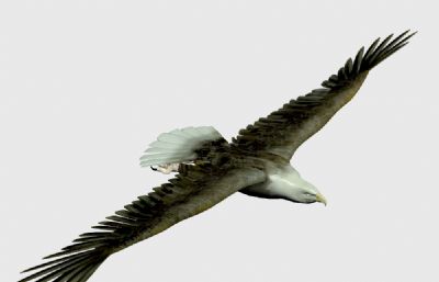 老鹰,雄鹰展翅3D模型,带绑定带翅膀飞行动画