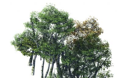 一片桦树林3D模型