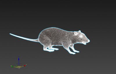 精致老鼠3D模型,max+fbx格式