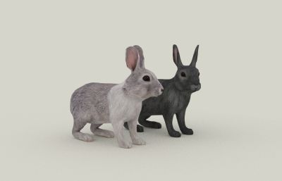 精细兔子,雌雄兔3D模型