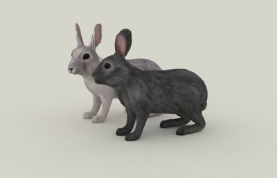 精细兔子,雌雄兔3D模型