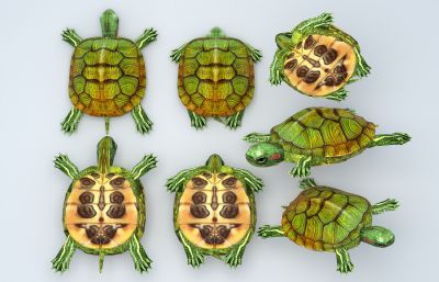 巴西绿龟,红耳龟,乌龟3D模型,MAX,MB,OBJ,ZPR,STL,SKP,FBX多种格式