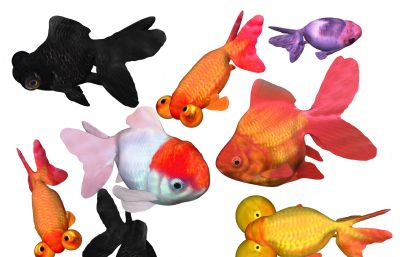 各种金鱼,观赏鱼组合3D模型,有MAX,MB,FBX,OBJ,ZPR,SKP格式