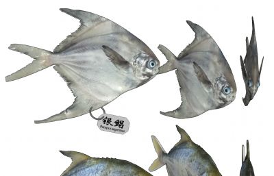 银鲳鱼,金鲳鱼,鲳鱼,平鱼3D模型,MAX,MB,FBX,OBJ,ZPR,SKP多种格式