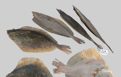 多宝鱼,鲽鱼,比目鱼3D模型,MAX,ZTL,MB多种格式