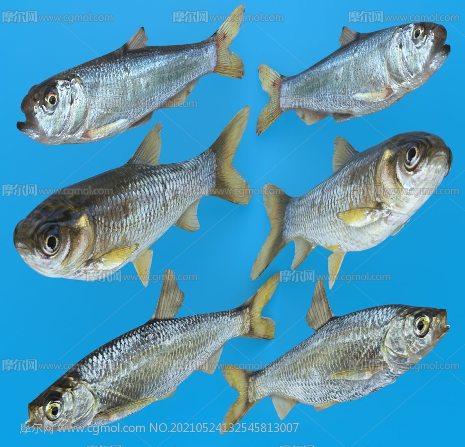 马口鱼,草鱼,白条鱼组合3D模型,MAX,MB,OBJ,SKP多种格式_鱼类动物相关 